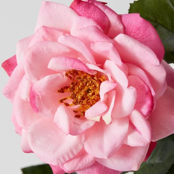 Real Touch Orlane Rose - Set Of 3 4 Real Touch Orlane Rose - Set Of 3 - Image 2