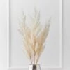 Pampas Grass - Set Of 3