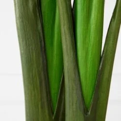 Faux Palm Tree -Online Furniture Sale webimage 206176637 dtl