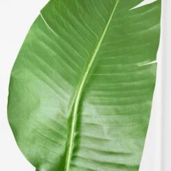 Faux Palm Tree -Online Furniture Sale webimage 206176637 dtl1