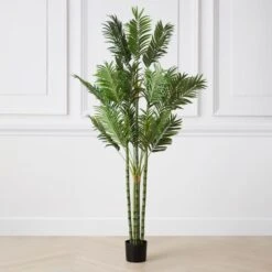 Areca Palm Tree