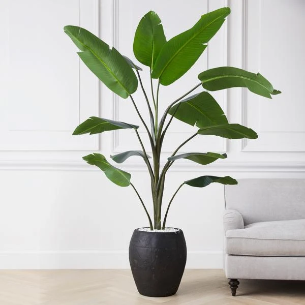 Banana Palm Tree 4 Banana Palm Tree - Image 2