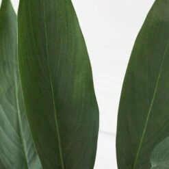 Faux Potted Water Canna -Online Furniture Sale webimage 207190249 dtl2