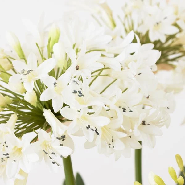 Faux Potted Agapanthus 5 Faux Potted Agapanthus - Image 3