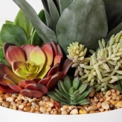 Succulent Assortment In Bowl -Online Furniture Sale webimage 207999711 dtl