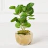 Eucalyptus In Geometric Planter -Online Furniture Sale webimage 207999714