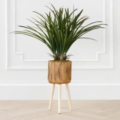 Areca In Wood Stand