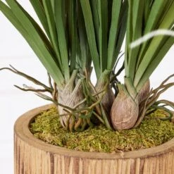 Areca In Wood Stand 7 Areca In Wood Stand -Online Furniture Sale webimage 207999721 dtl1