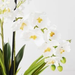 Orchids In Glass Bowl -Online Furniture Sale webimage 207999723 dtl1