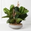 Fiddle Leaf Branches In Bowl 2 Fiddle Leaf Branches In Bowl -Online Furniture Sale webimage 207999724