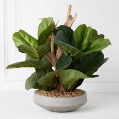 Fiddle Leaf Branches In Bowl