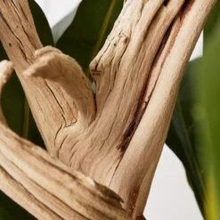 Fiddle Leaf Branches In Bowl -Online Furniture Sale webimage 207999724 dtl1