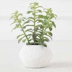 Tree Succulents In Planter