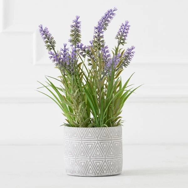 Lavender In Grey Pot 3 Lavender In Grey Pot