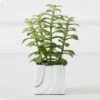 Tree Succulents In Marble Pot -Online Furniture Sale webimage 207999966