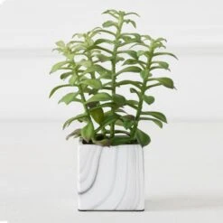 Tree Succulents In Marble Pot