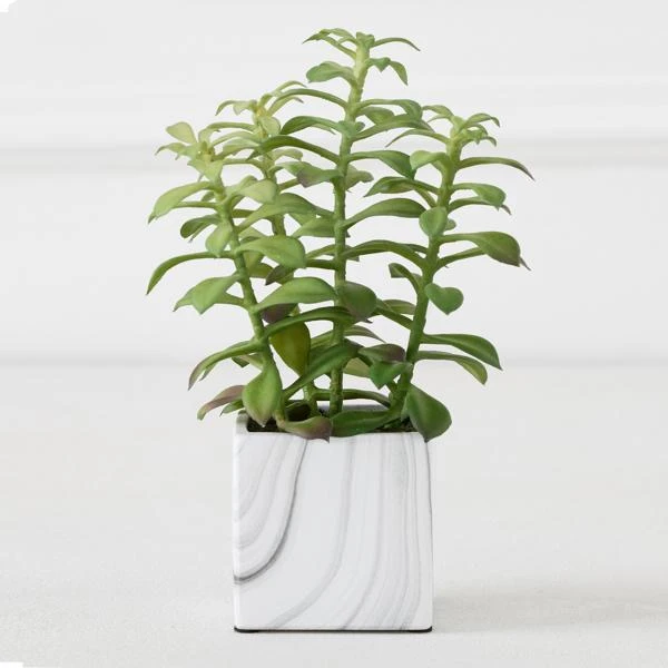 Tree Succulents In Marble Pot 3 Tree Succulents In Marble Pot