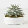 Succulent In White Round Pot 1 Succulent In White Round Pot -Online Furniture Sale webimage 207999970