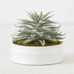 Succulent In White Round Pot