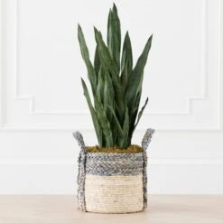 Mother In Law's Tongue In Basket