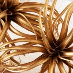 Faux Air Plant -Online Furniture Sale webimage 209168339 DTL