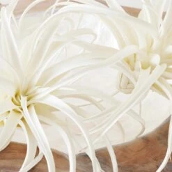 Faux Air Plant -Online Furniture Sale webimage 209172845 DTL