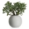 Faux Sedum Succulent Pick - Set Of 3 -Online Furniture Sale webimage 209198137 jpg