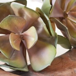 Faux Echeveria Succulent Pick -Online Furniture Sale webimage 209200688 dtl