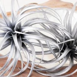 Faux Air Plant -Online Furniture Sale webimage 209204773 DTL 1