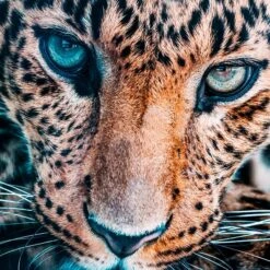 Jungle Cat Stare -Online Furniture Sale webimage 630195376 630112803 DTL1