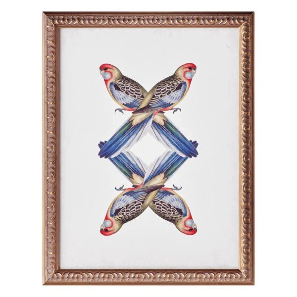 Platycercua Adelaidae 3 Platycercua Adelaidae