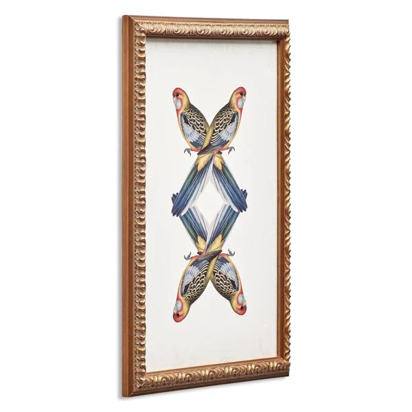 Platycercua Adelaidae 4 Platycercua Adelaidae - Image 2