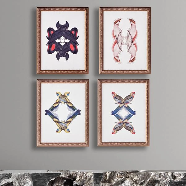 Platycercua Adelaidae 5 Platycercua Adelaidae - Image 3